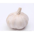 Fresh garlic 2020 wholesale